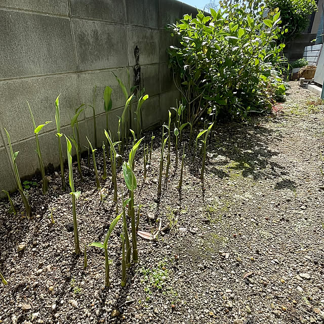 nobikoさんの部屋