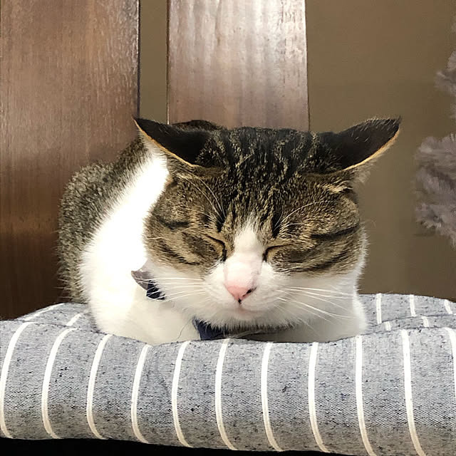 mamma.aiutoさんの実例写真