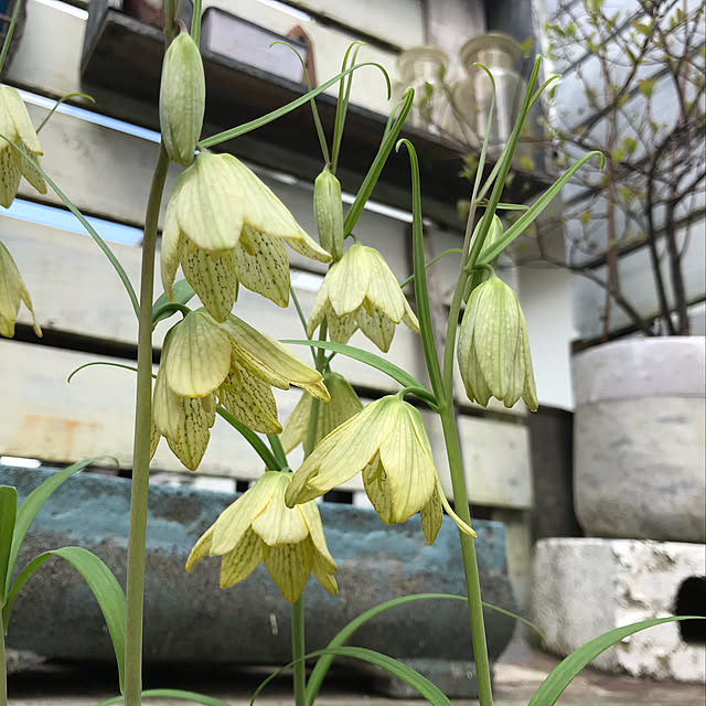 kokko3さんの実例写真