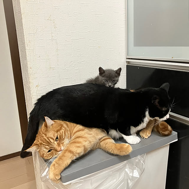 nekoさんの部屋
