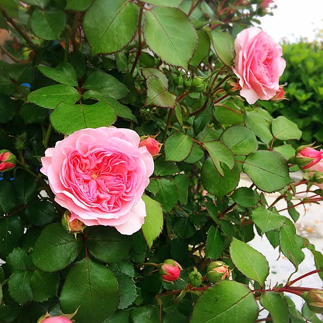 HappyRoseさんの実例写真