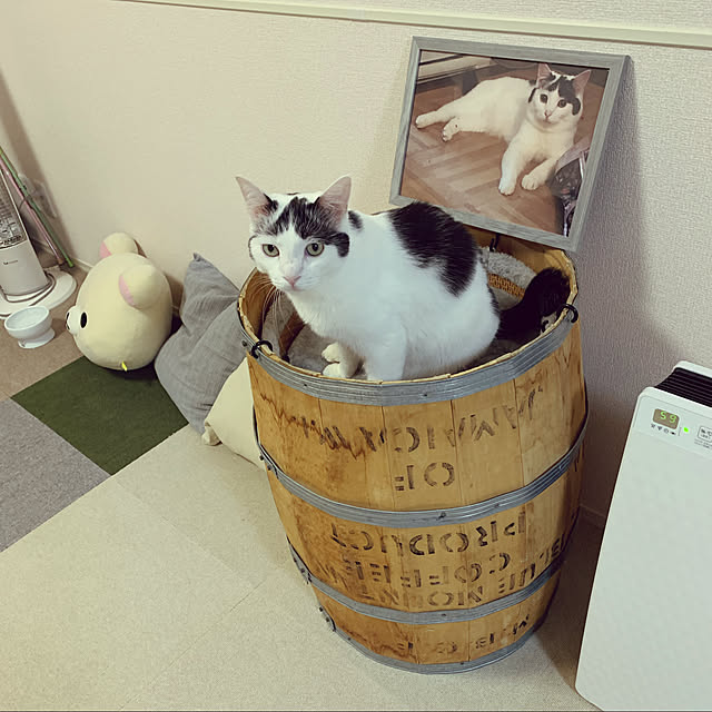 Yukikoさんの実例写真