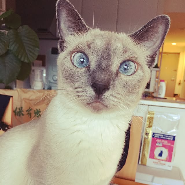 niko-25さんの実例写真