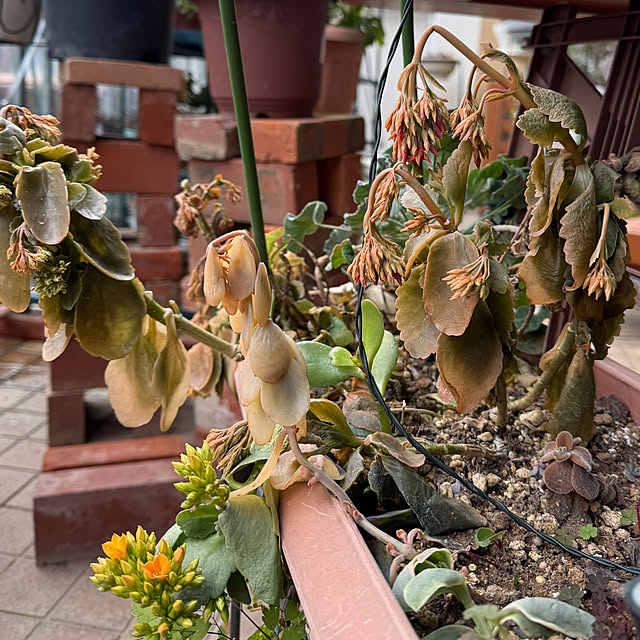 Aqettyさんの部屋