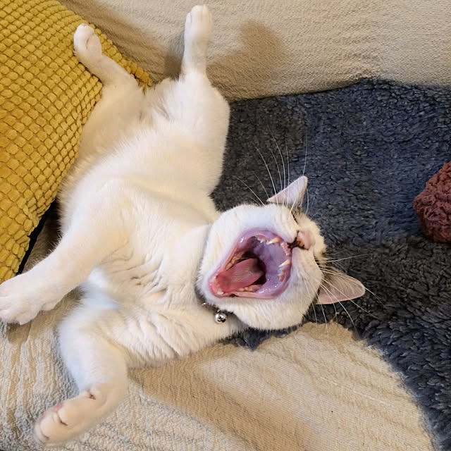 himenekoさんの実例写真