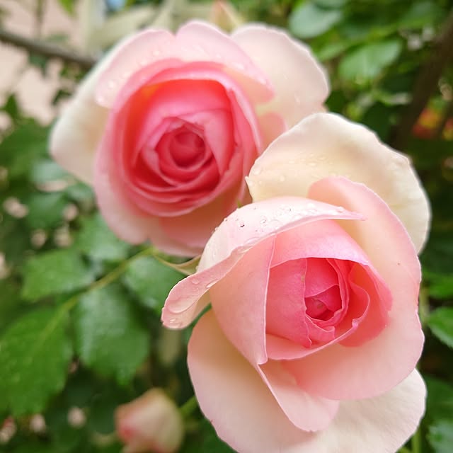 fleur-mamanさんの部屋