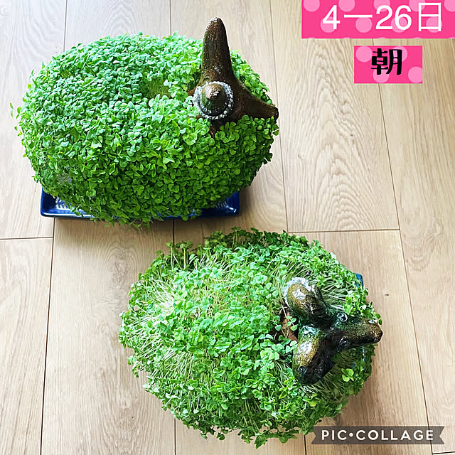 aureaさんの実例写真