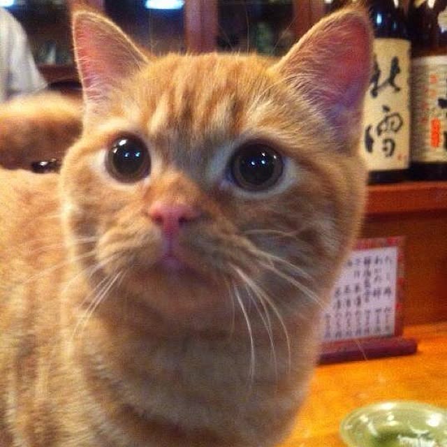 shujiさんの実例写真