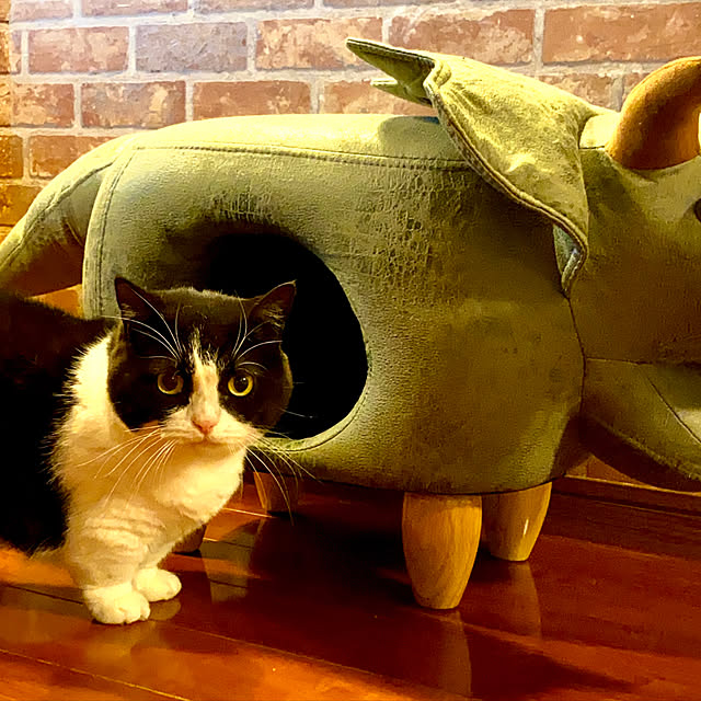 butachanさんの実例写真