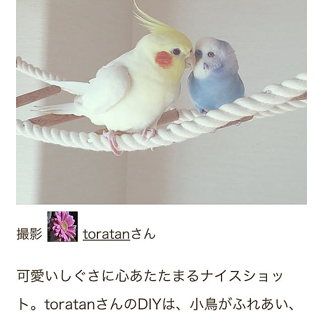 toratanさんの実例写真