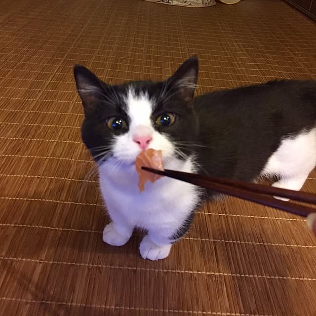 butachanさんの実例写真