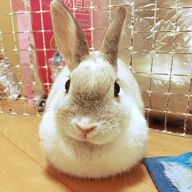 mirinoさんの実例写真