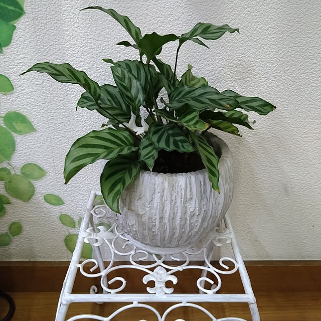 kazumamaさんの実例写真