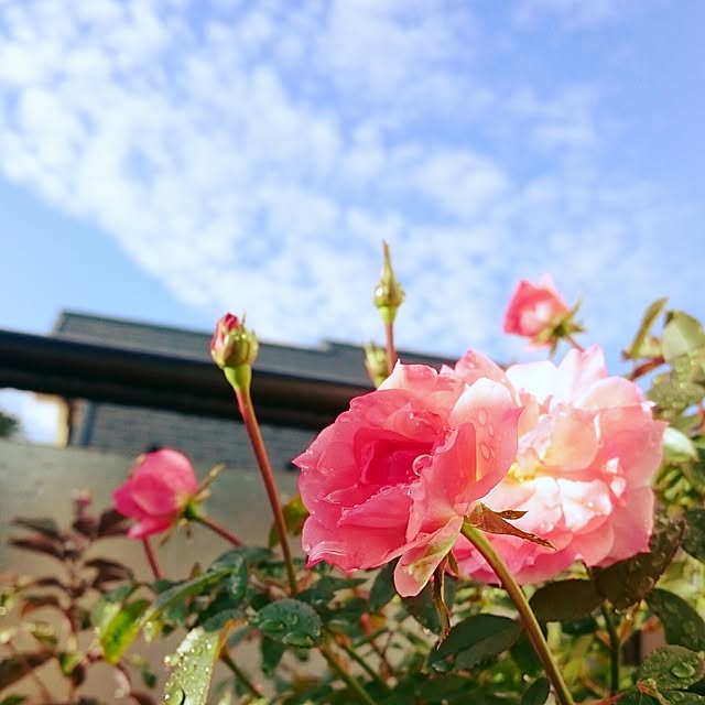 Masamiさんの実例写真