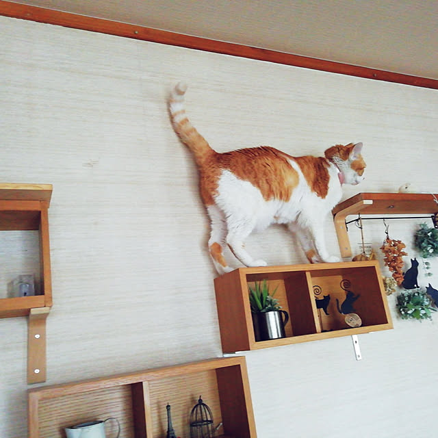 lukaorulikoさんの実例写真
