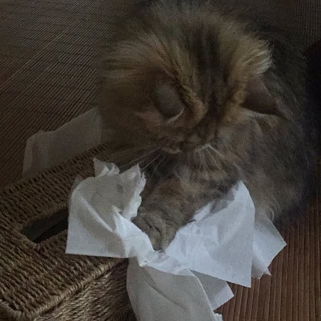 butachanさんの実例写真