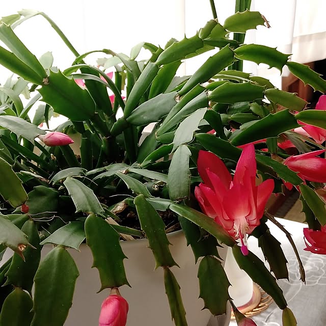 makayokoさんの部屋