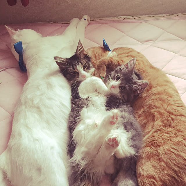 実例写真