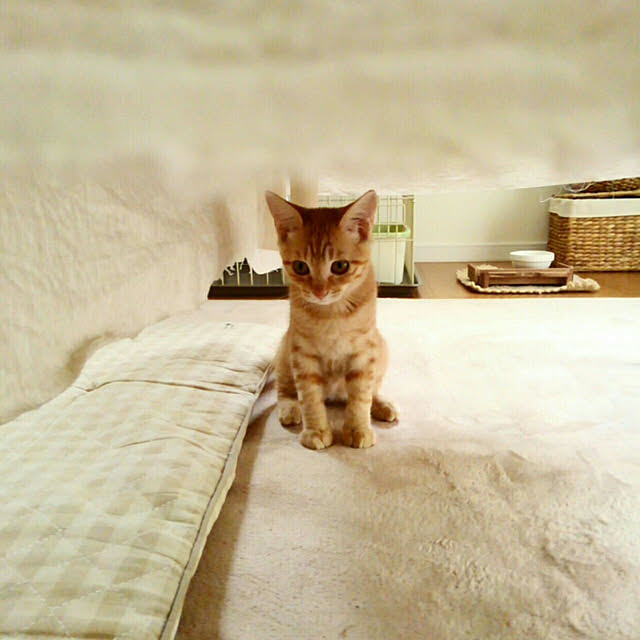 mayutan.さんの実例写真