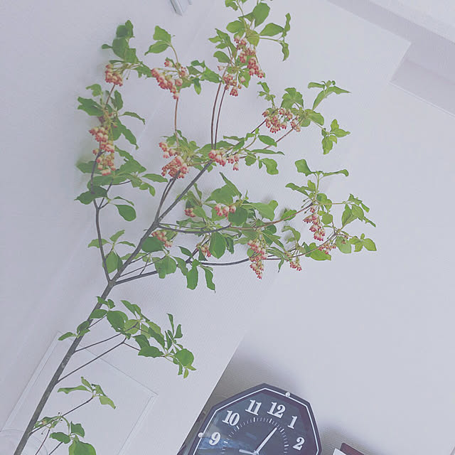 リビング/観葉植物のインテリア実例 - 2018-04-26 22:10:51