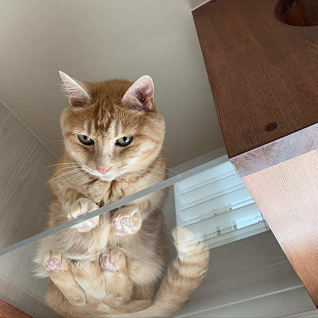 mikeume7さんの実例写真