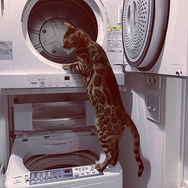 iranさんの実例写真