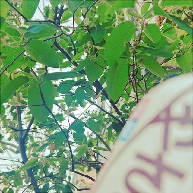 chisaさんの実例写真