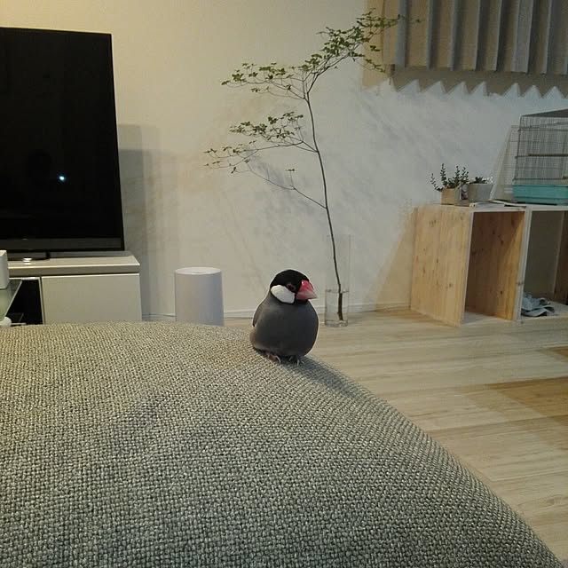 pitaさんの実例写真