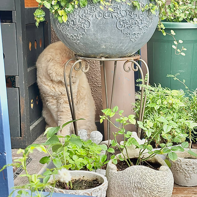 naokoさんの部屋