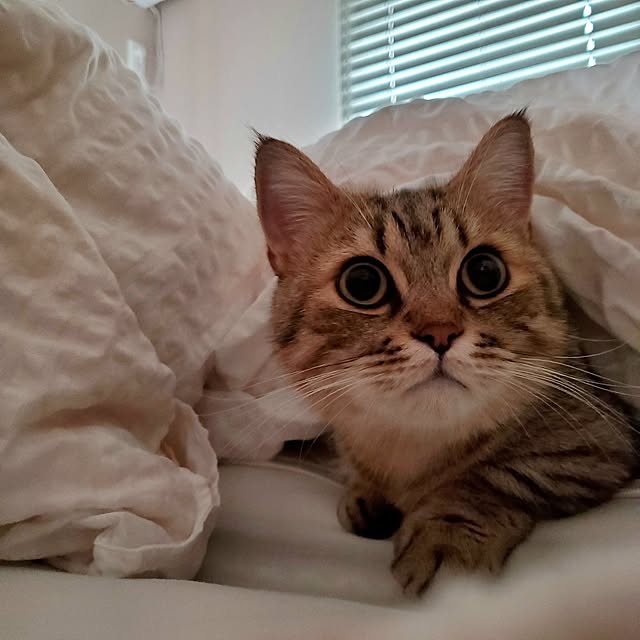 annyaさんの部屋