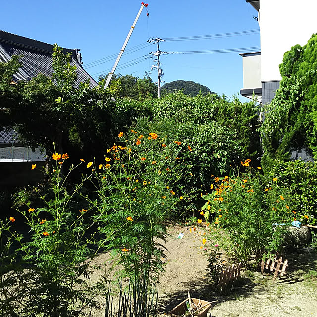 ringarintonさんの実例写真