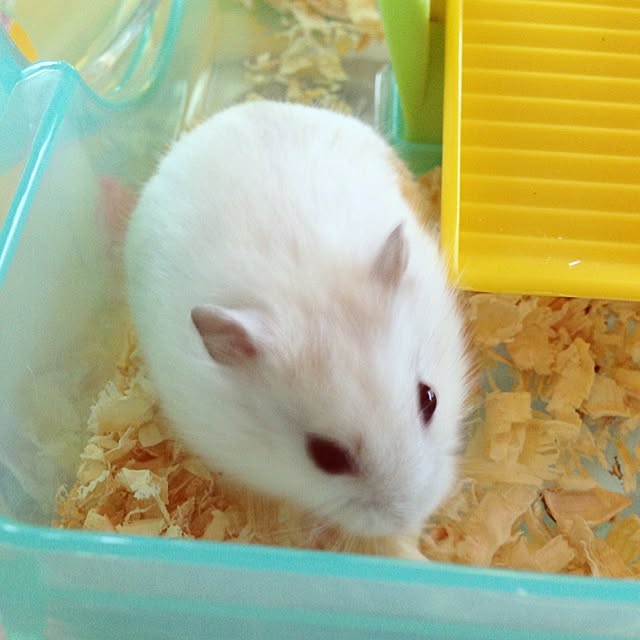 jnjnforesterさんの実例写真