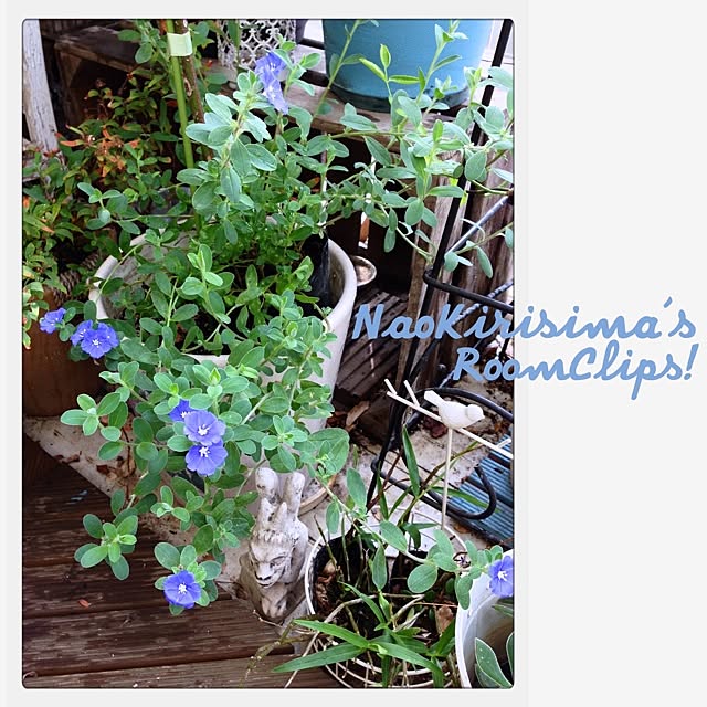 naokirisimaさんの実例写真