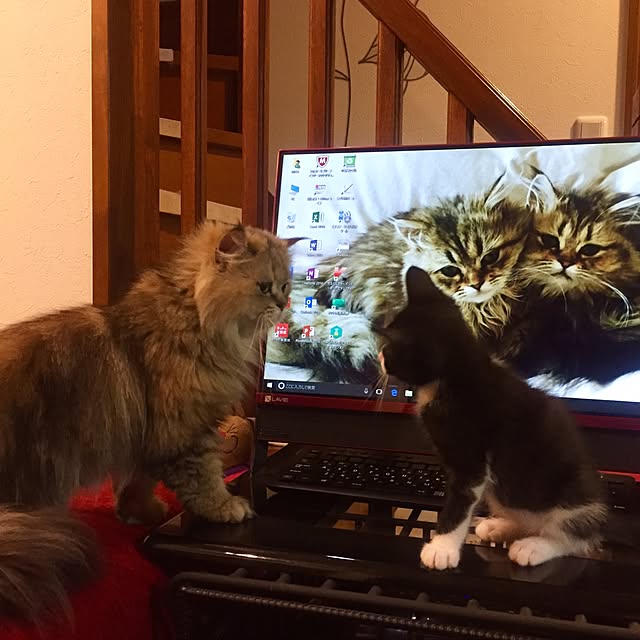 butachanさんの実例写真