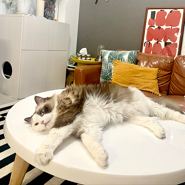 Micccaさんの実例写真