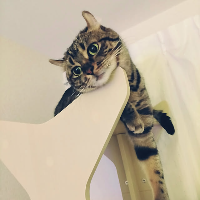 canekoさんの実例写真