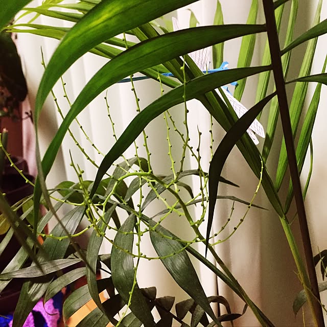 mariさんの実例写真