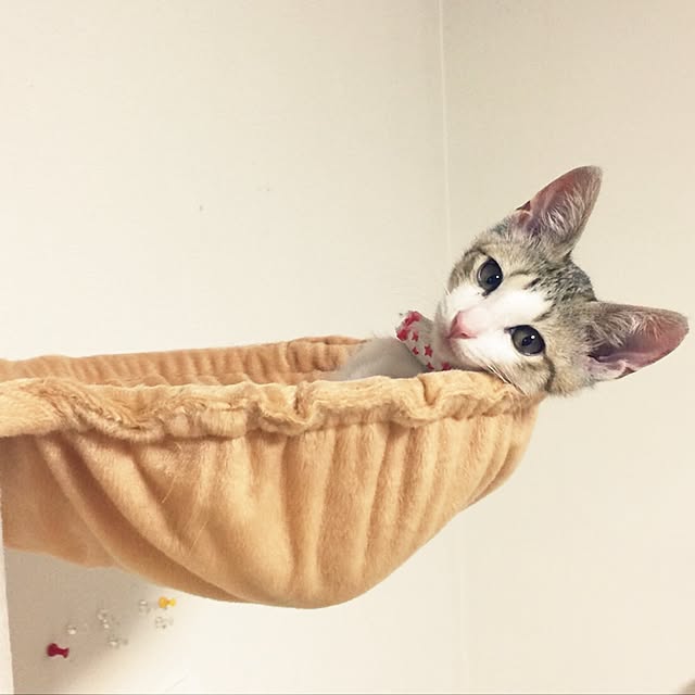 eucharisさんの実例写真