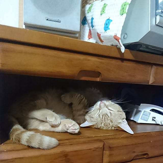 shinobuさんの実例写真