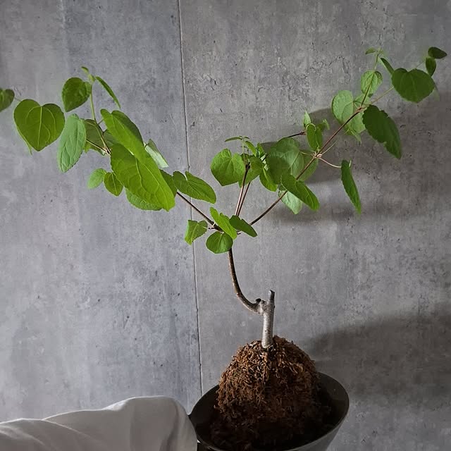 noaさんの実例写真