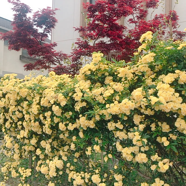portulacaさんの実例写真
