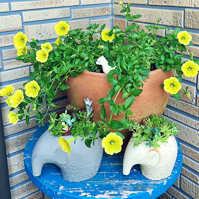 Alohaさんの実例写真