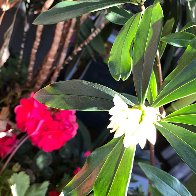 shijukaracolonさんの実例写真