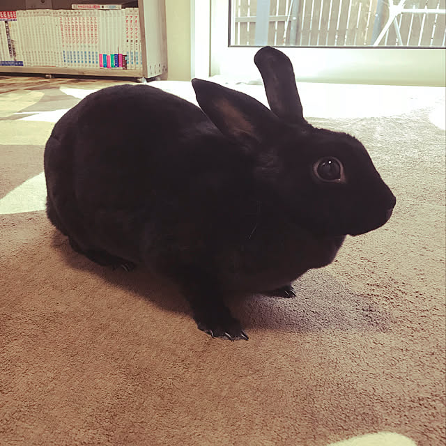 mapoさんの実例写真