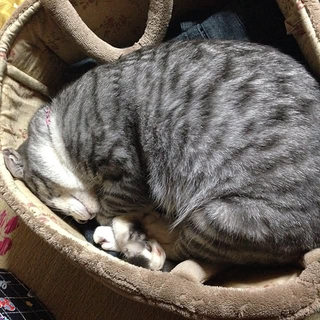 kimikoさんの実例写真