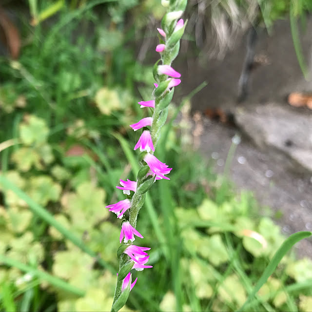 sakura1116さんの実例写真