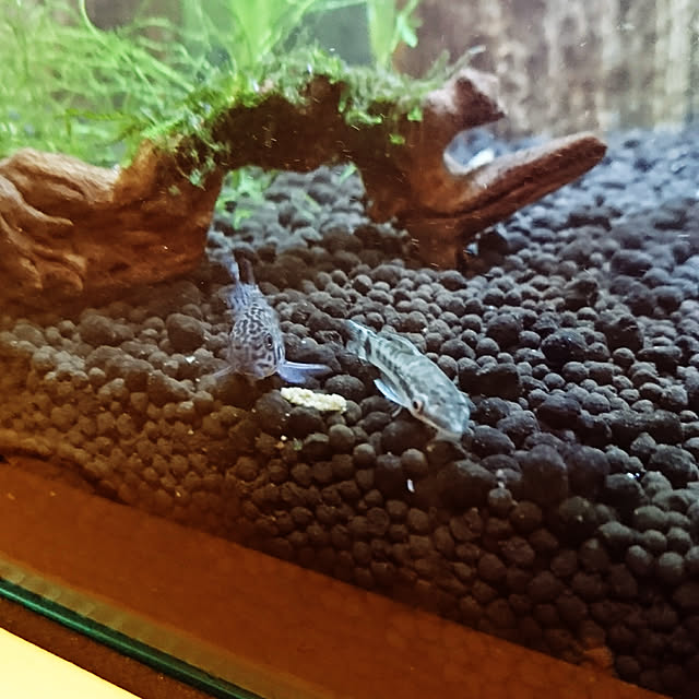 AZさんの実例写真