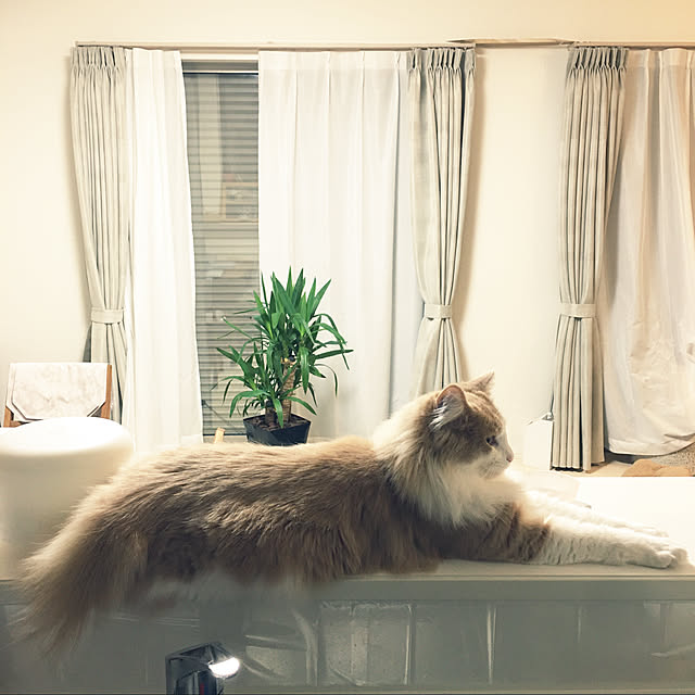 実例写真