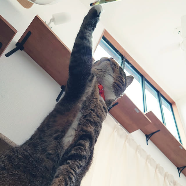 mochicoさんの実例写真
