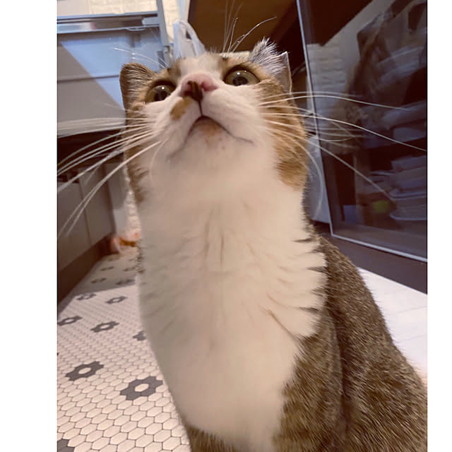 nekomiさんの実例写真
